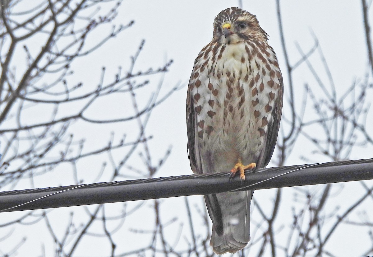 Broad-winged Hawk - ML647474135