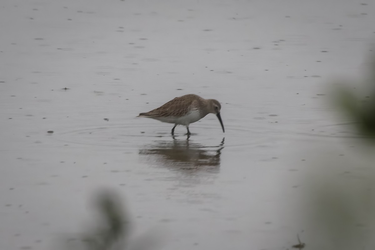 Dunlin - ML647474149