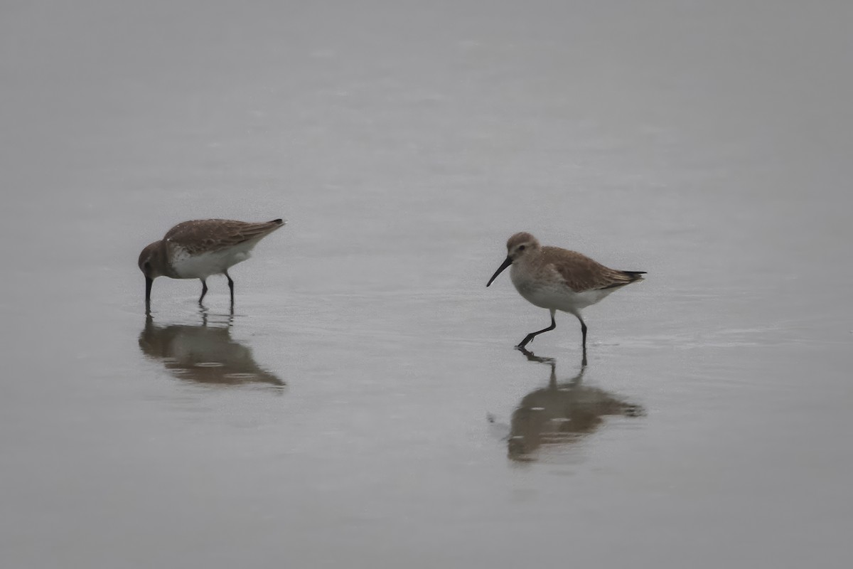 Dunlin - ML647474150