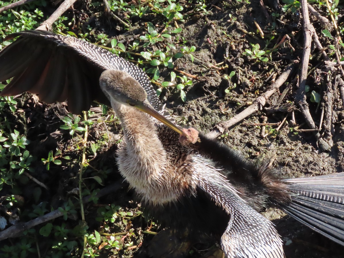 Anhinga Americana - ML647474159