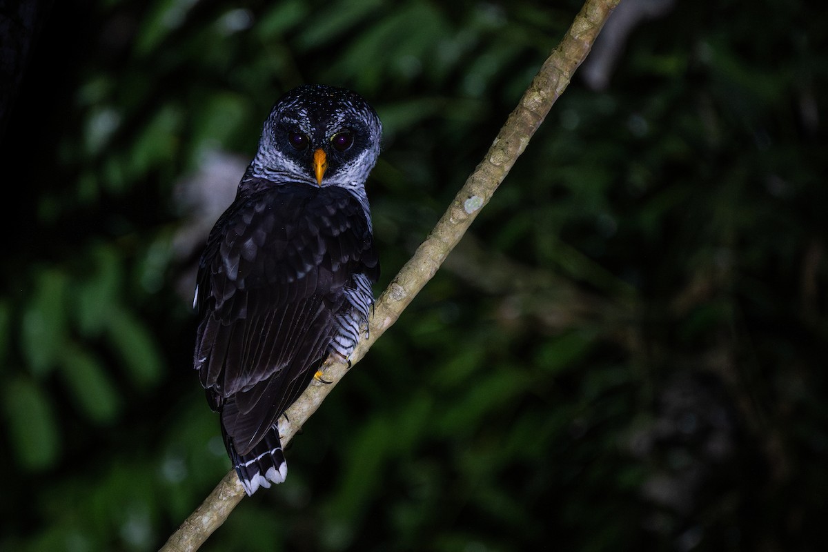 Cárabo Blanquinegro - ML647474166