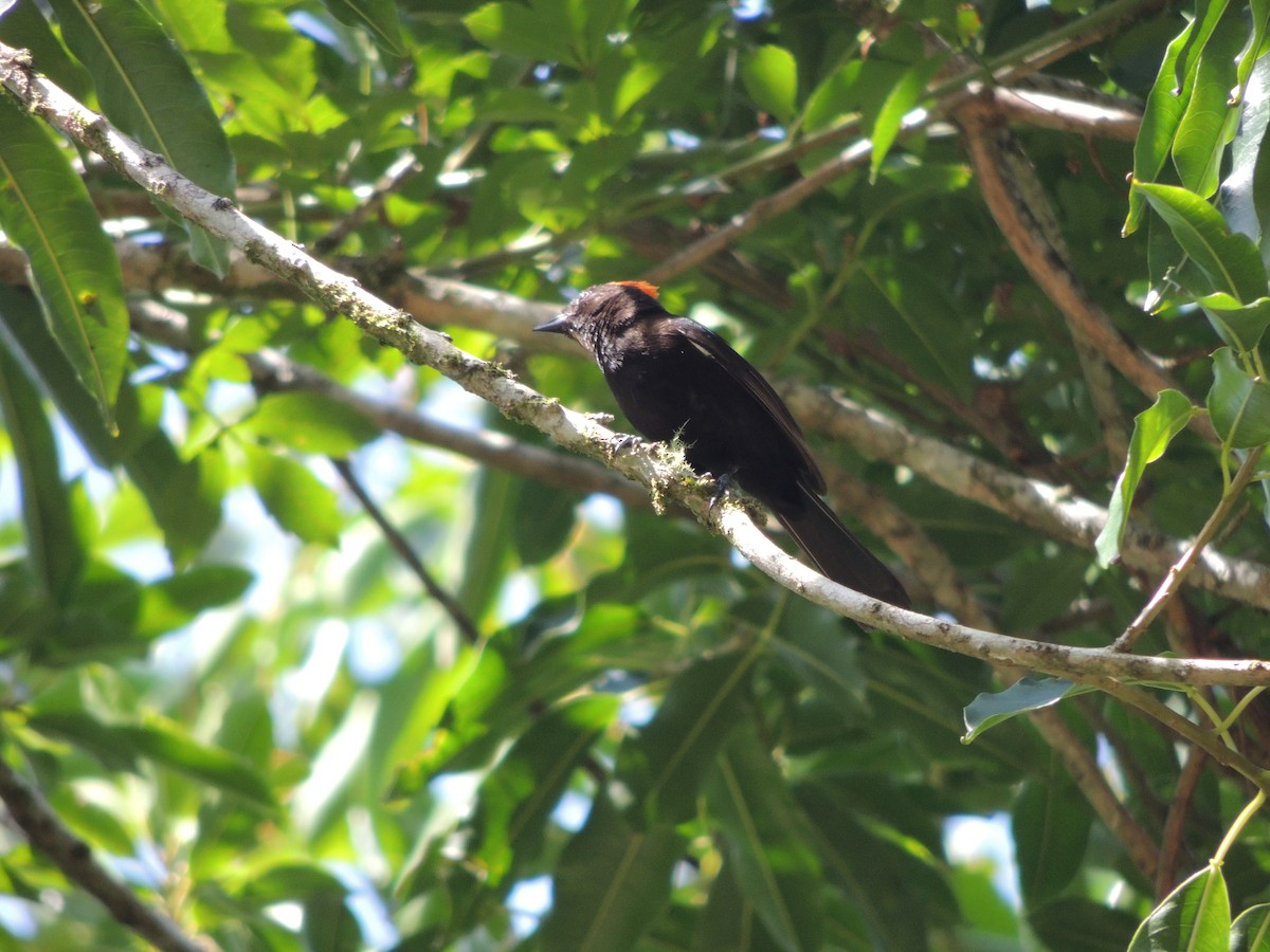 Tangara Crestifuego - ML647474167