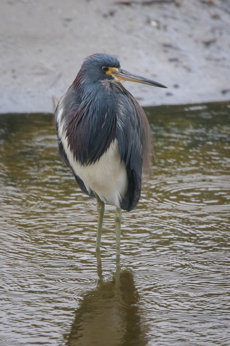 Garceta Tricolor - ML647474168