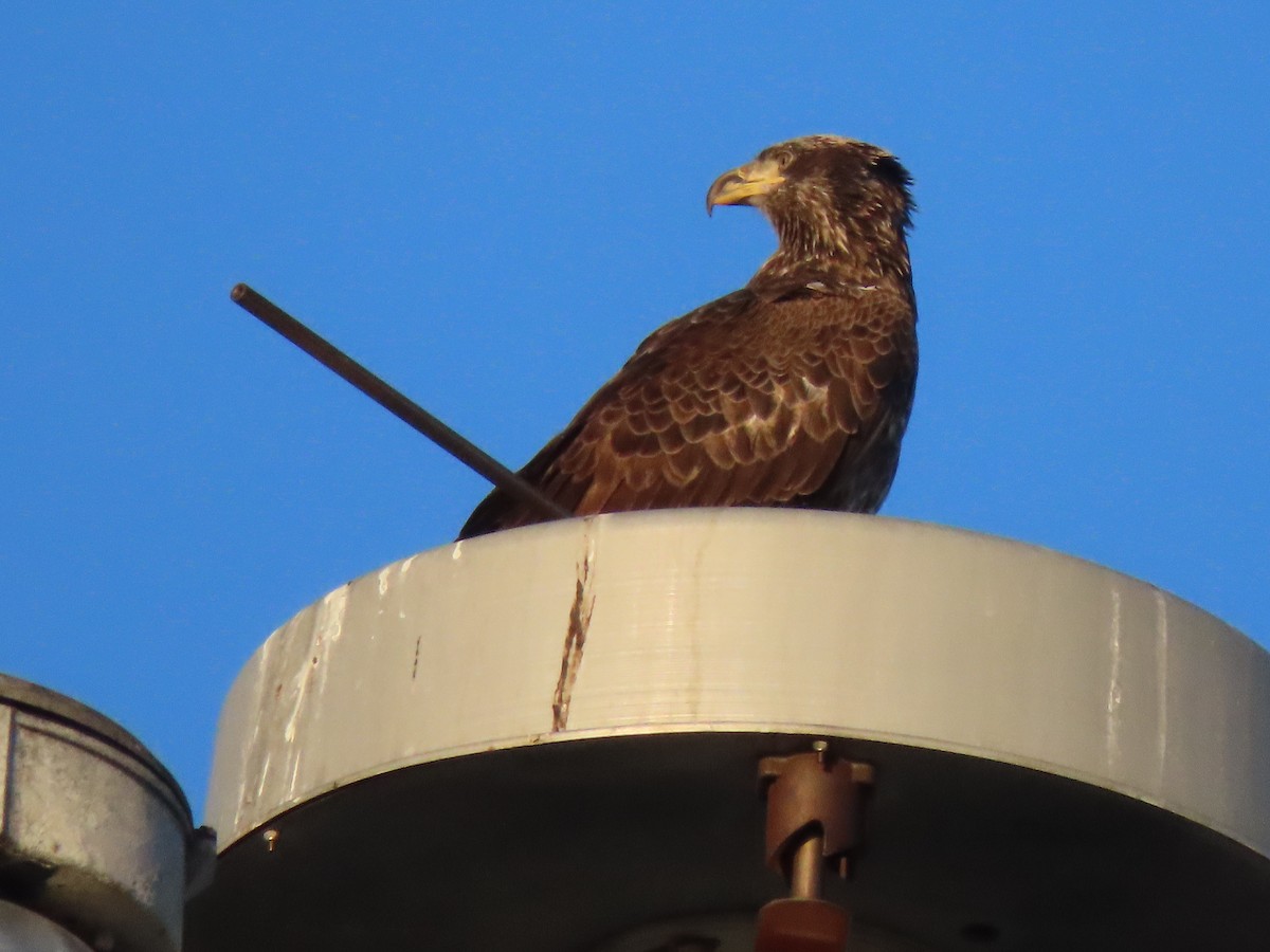 Pigargo Americano - ML647474175