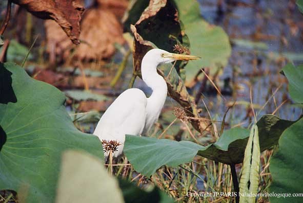 Garceta Plumífera - ML647474177