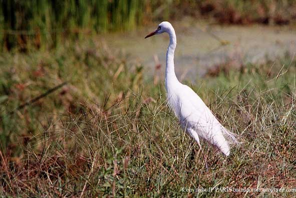 Garceta Plumífera - ML647474178