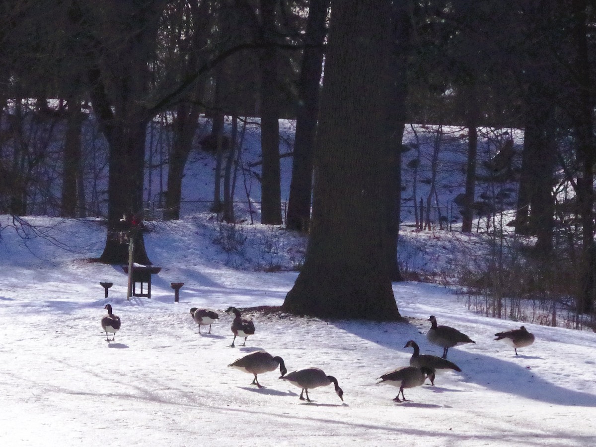 Barnacla Canadiense Grande - ML647474179