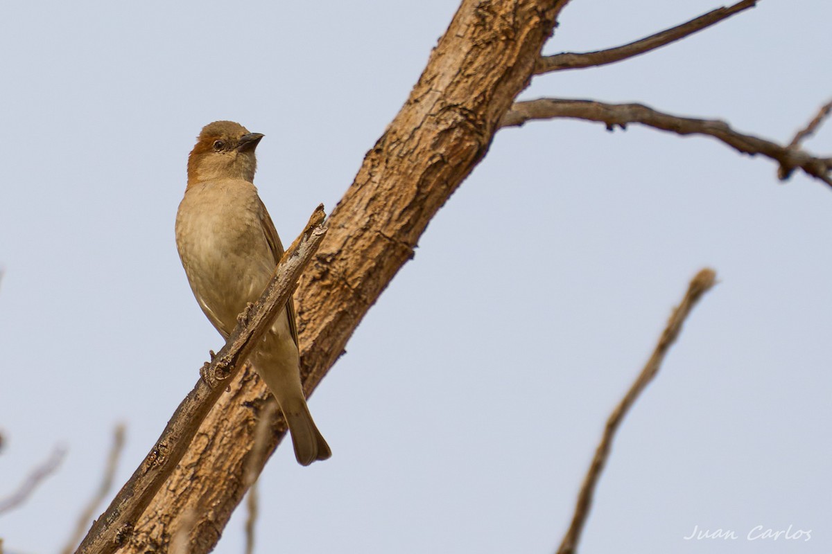 Gorrión Chico - ML647474180
