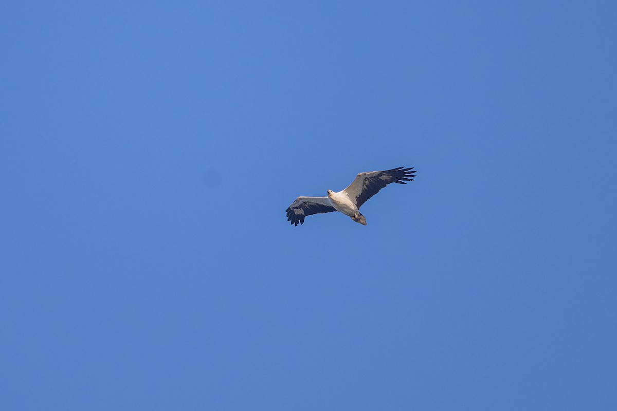 Pigargo Oriental - ML647474181