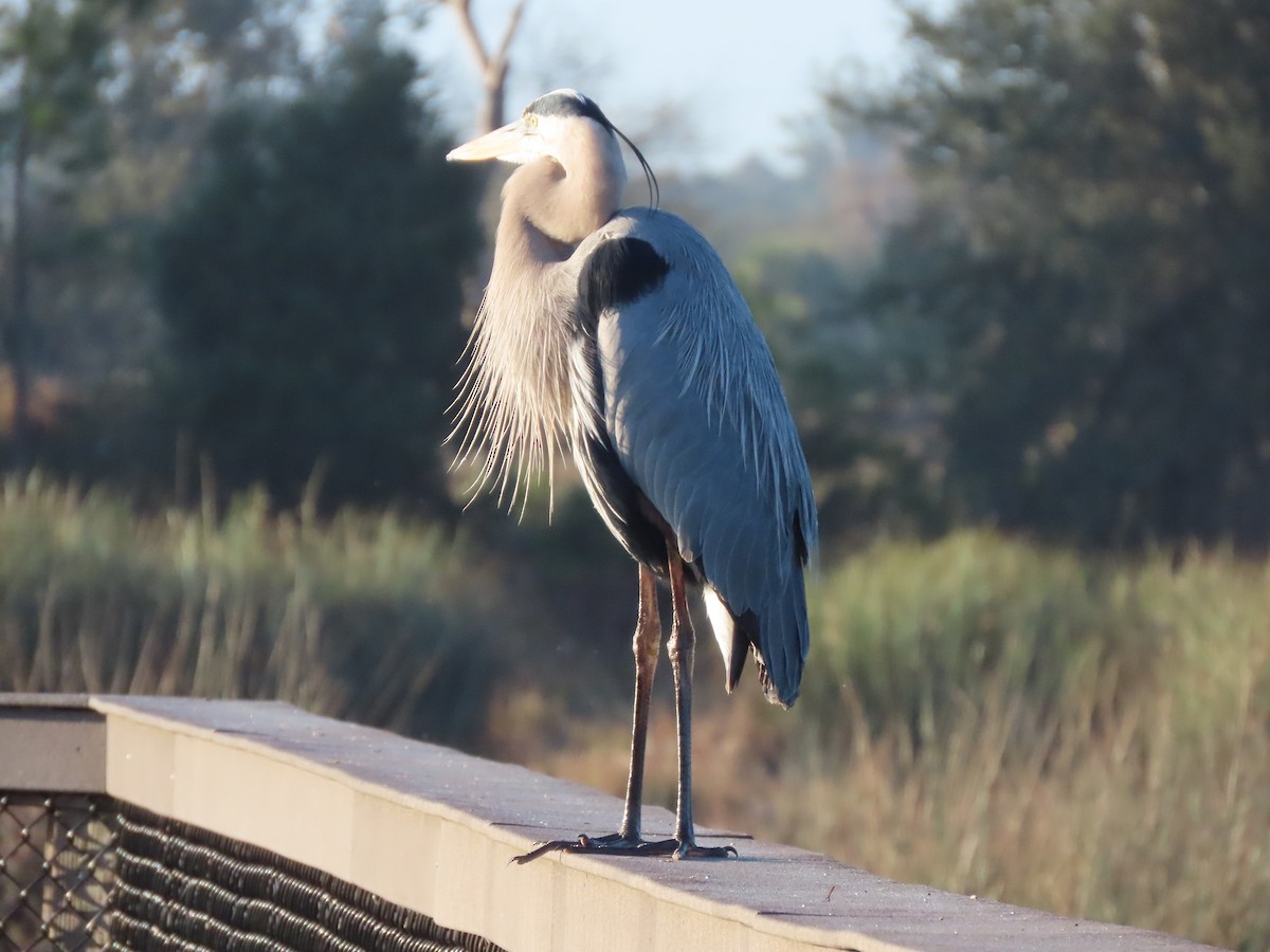 Garza Azulada - ML647474182