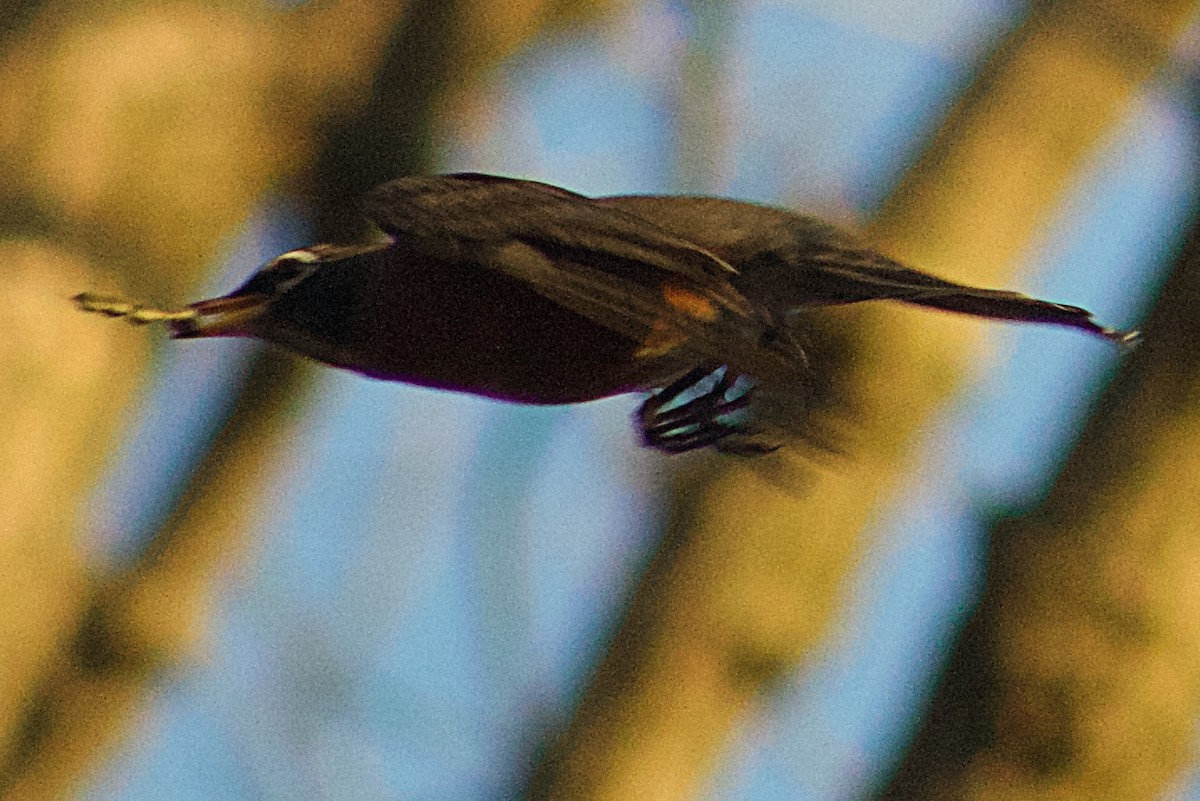 Zorzal Americano - ML647474183