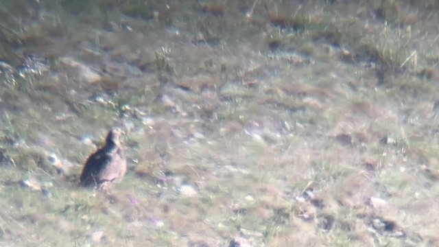 Perdigallo Himalayo - ML647474184