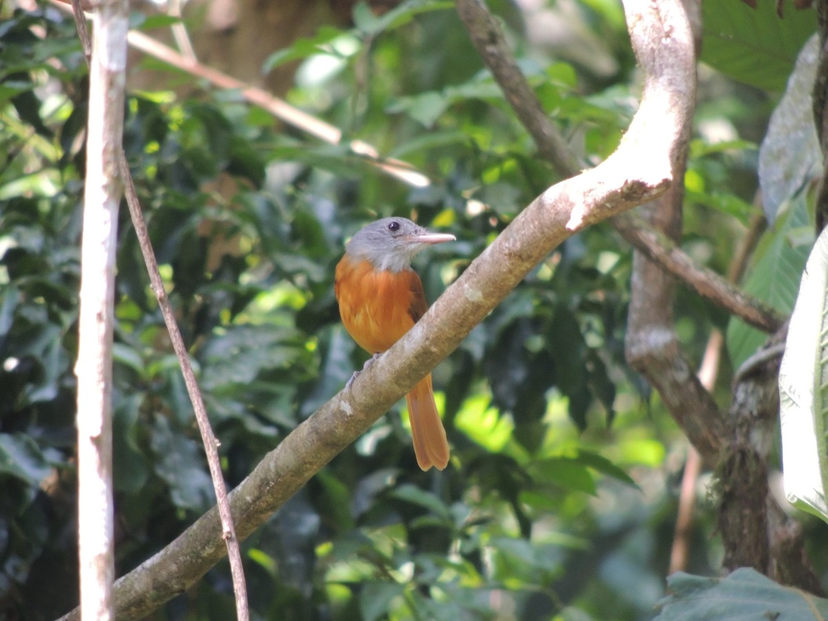 Atila Encapuchado - ML647474189