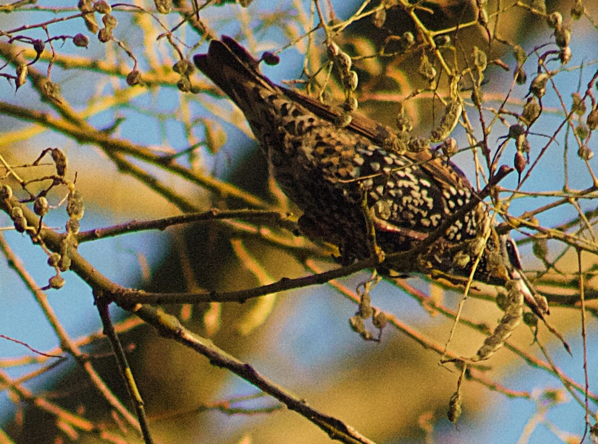 Estornino Pinto - ML647474192