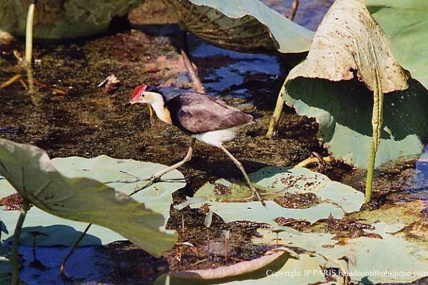 Jacana Crestada - ML647474194