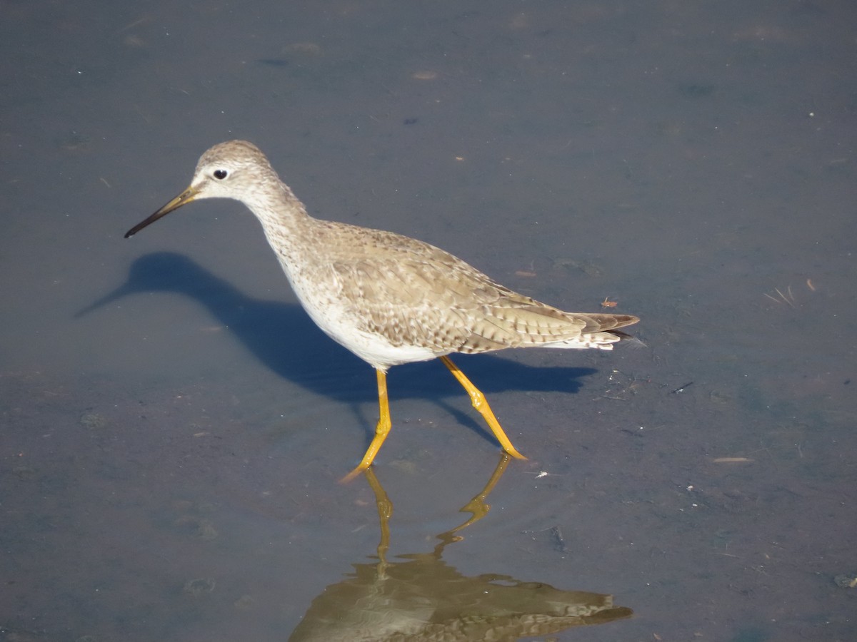 Archibebe Patigualdo Chico - ML647474196