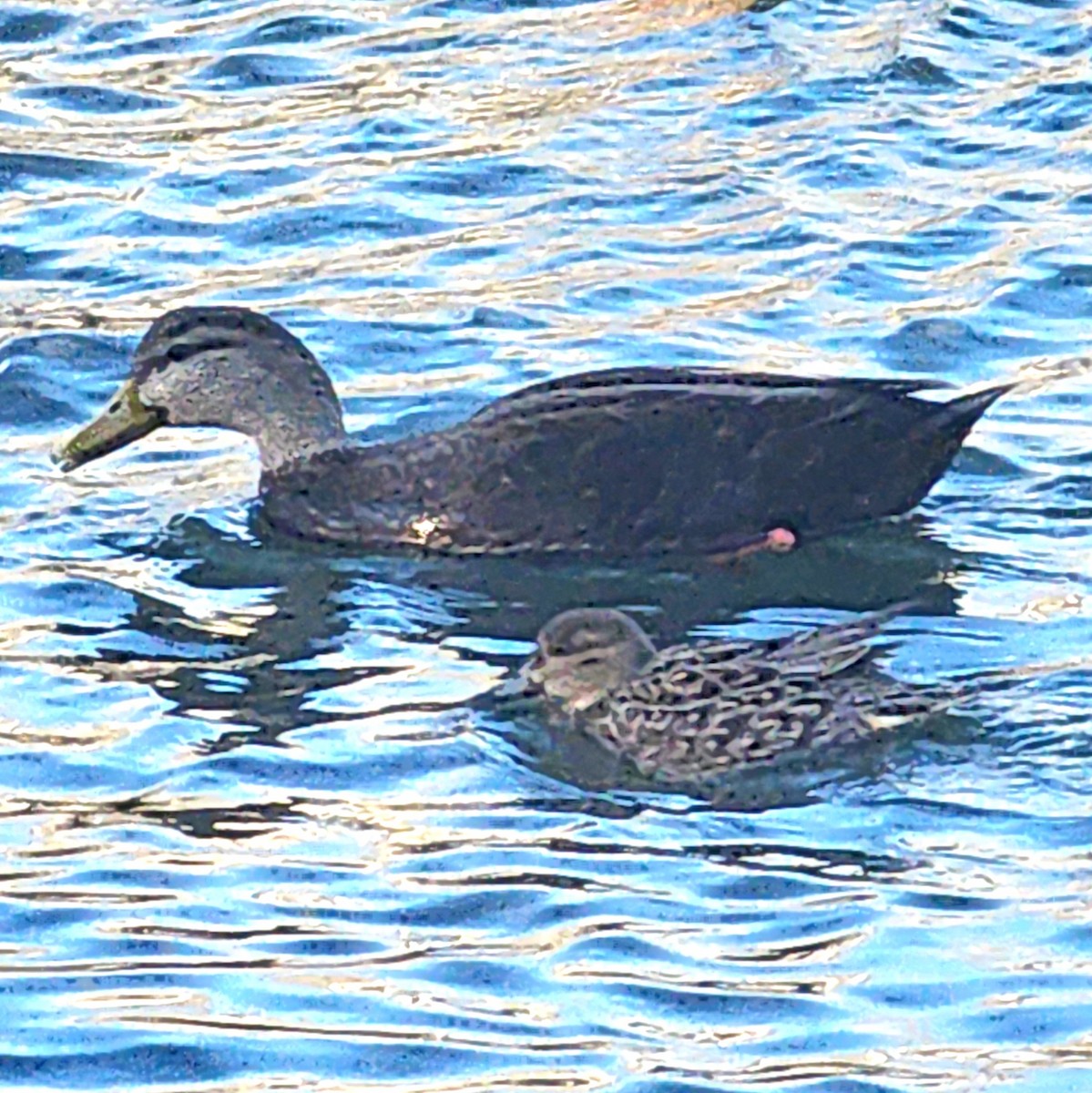 Cerceta Común - ML647474197