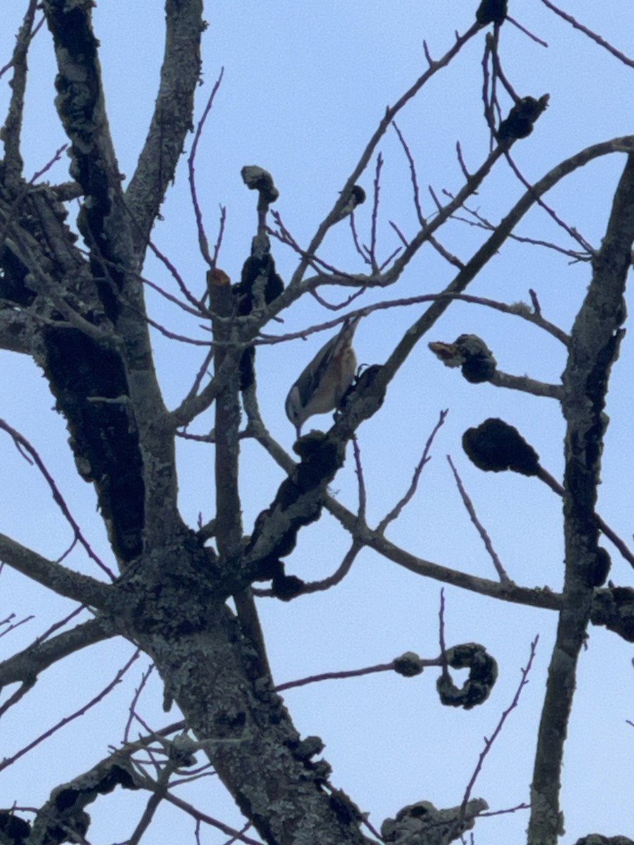 Beyaz Göğüslü Sıvacı - ML647474205