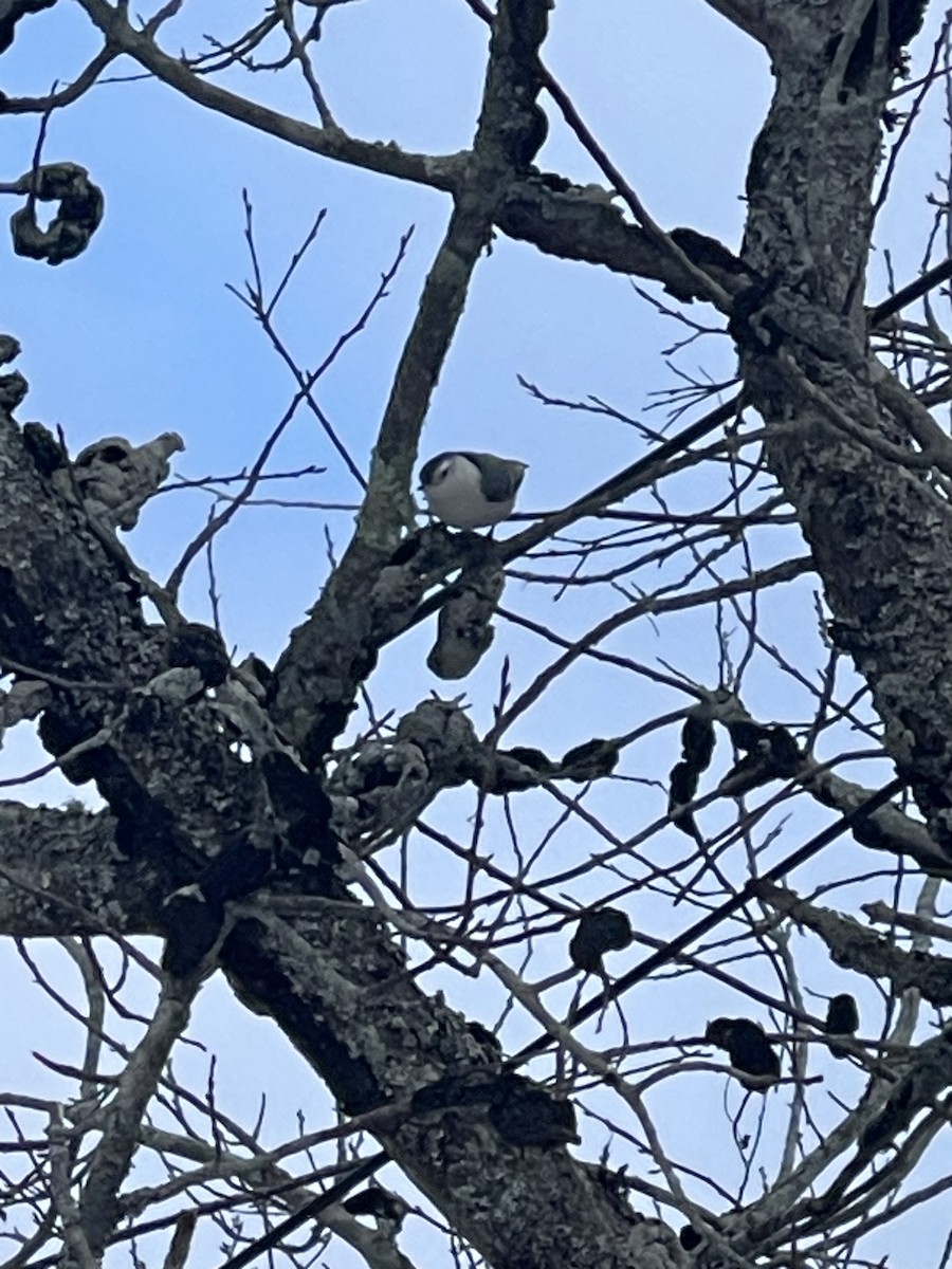 Beyaz Göğüslü Sıvacı - ML647474206