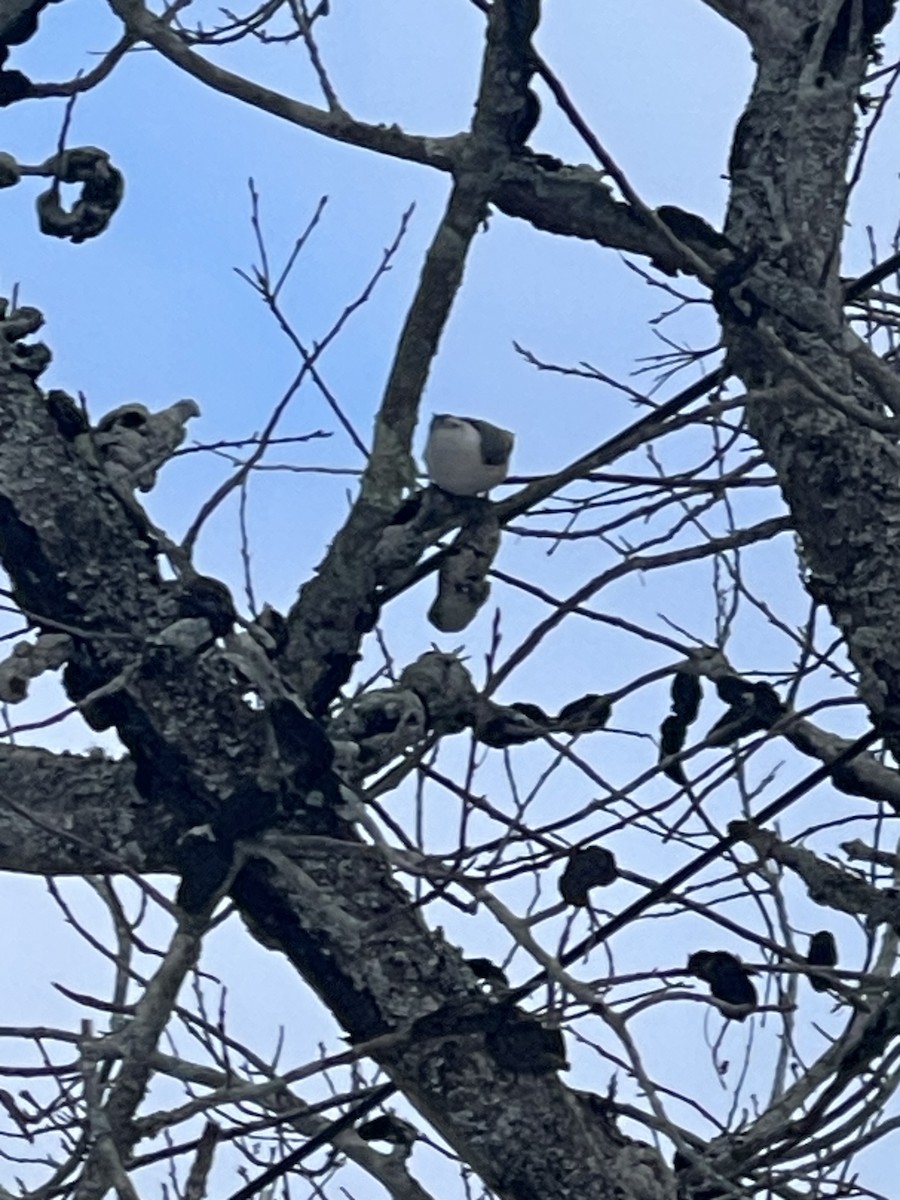 Beyaz Göğüslü Sıvacı - ML647474207