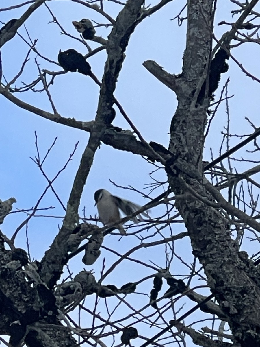 Beyaz Göğüslü Sıvacı - ML647474208