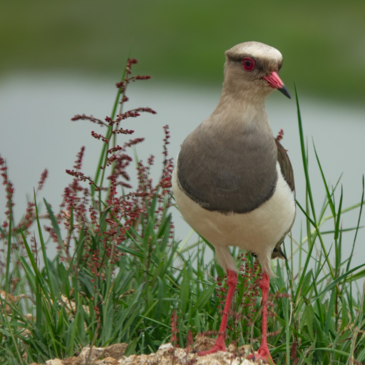 Andean Lapwing - ML647474209