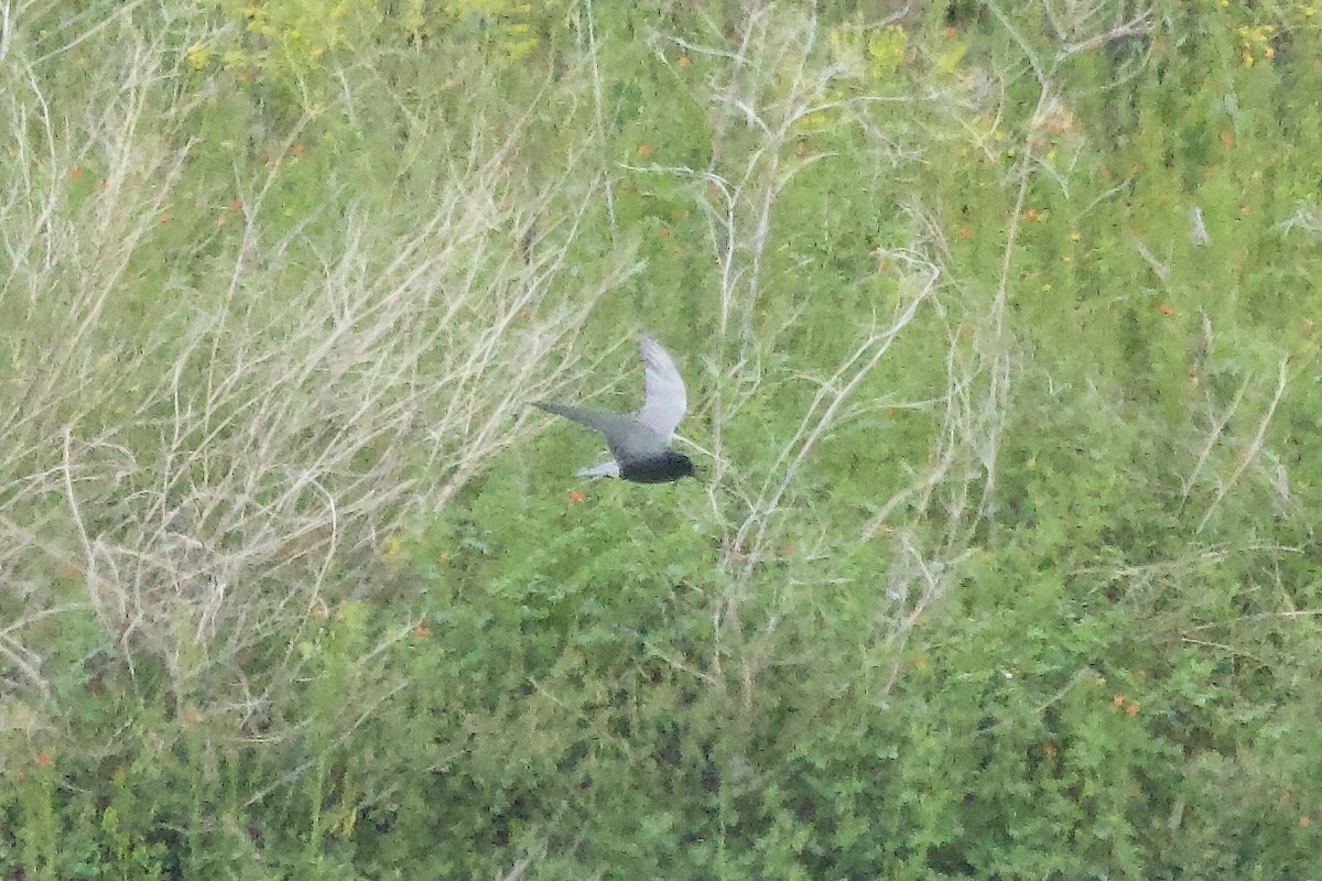 rybák černý - ML647474226