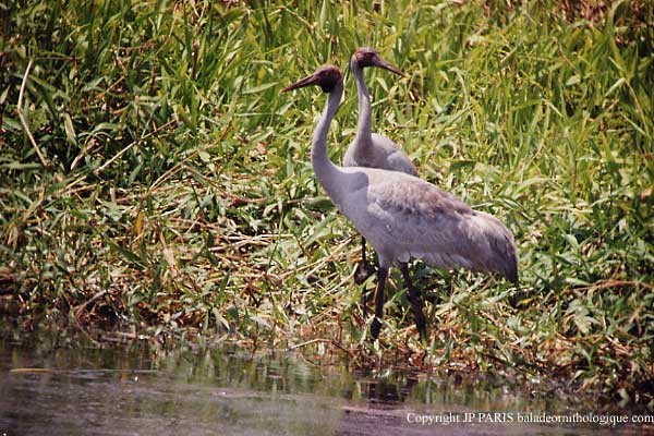 Brolga - ML647474229