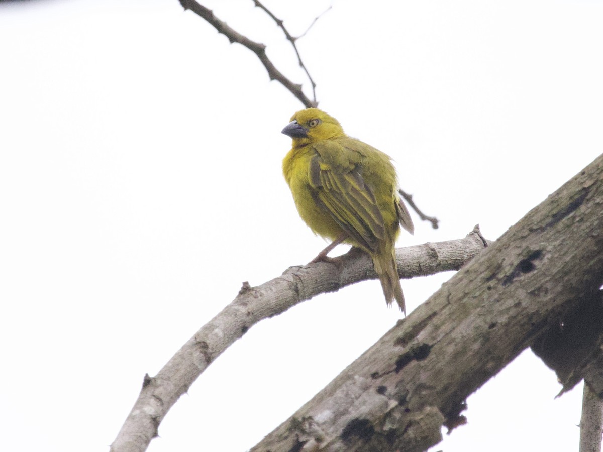 Holub's Golden-Weaver - ML647474235
