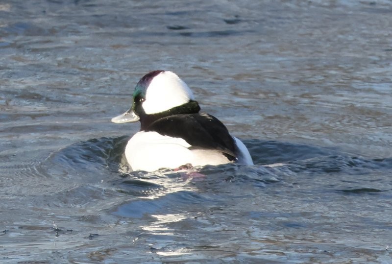 Гоголь-головастик - ML647474251