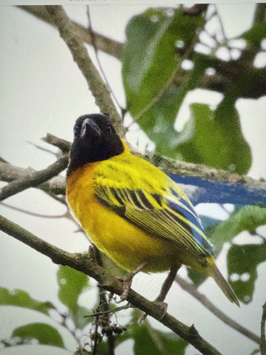 Black-headed Weaver - ML647474257