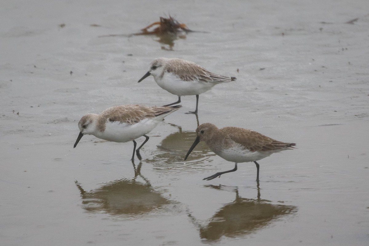 Dunlin - ML647474259