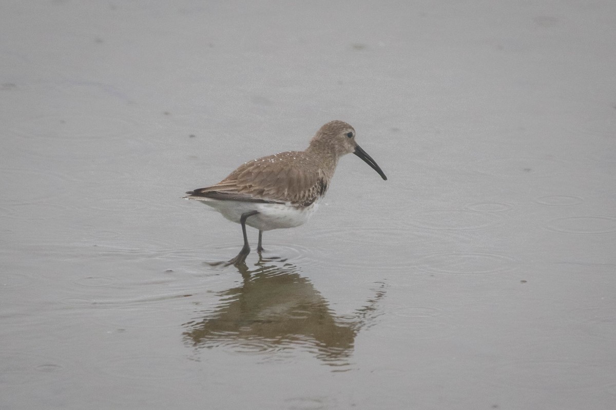 Dunlin - ML647474260