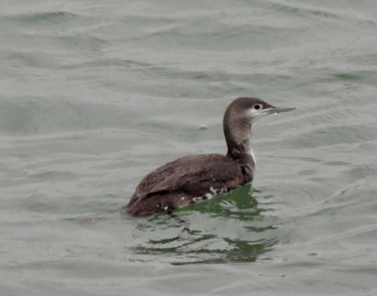 Aliota txikia - ML647474264