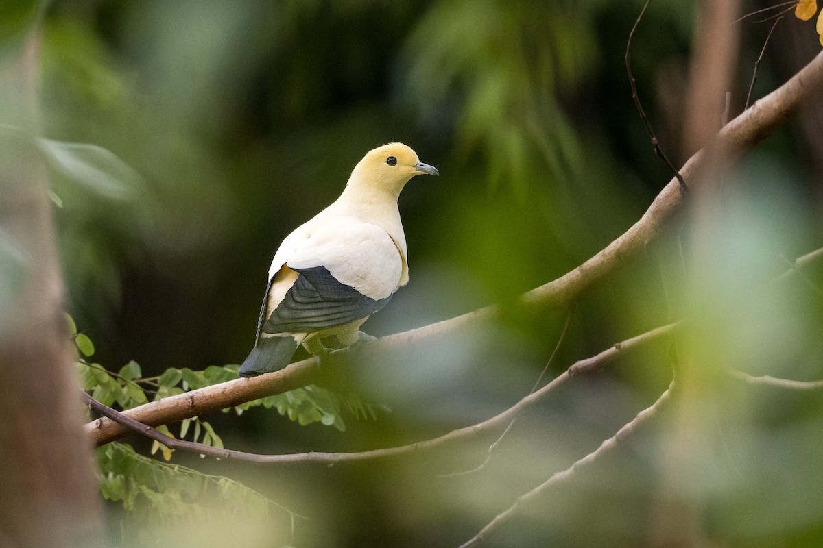 Pied Imperial-Pigeon - ML647474278
