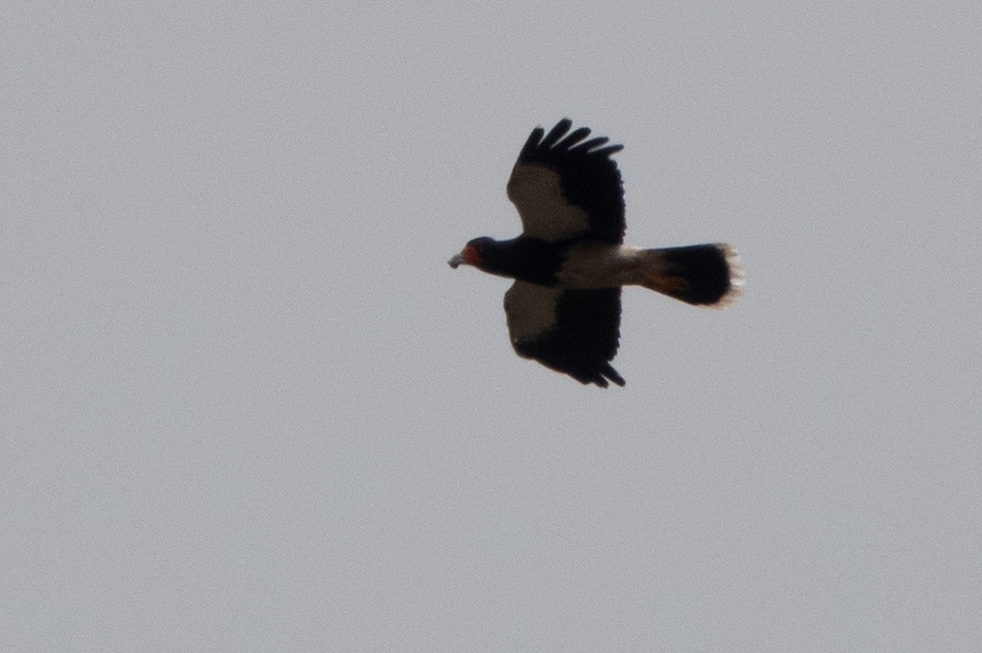 Mountain Caracara - ML647474280