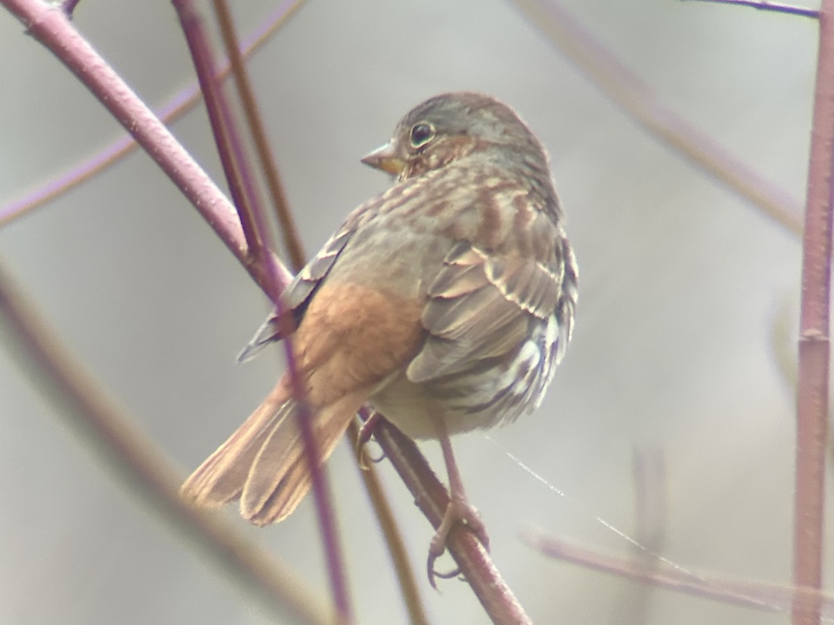 Fox Sparrow (Red) - ML647474286