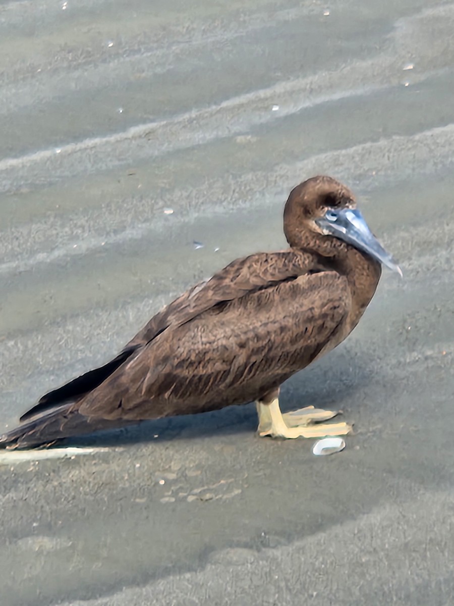 Brown Booby - ML647474287
