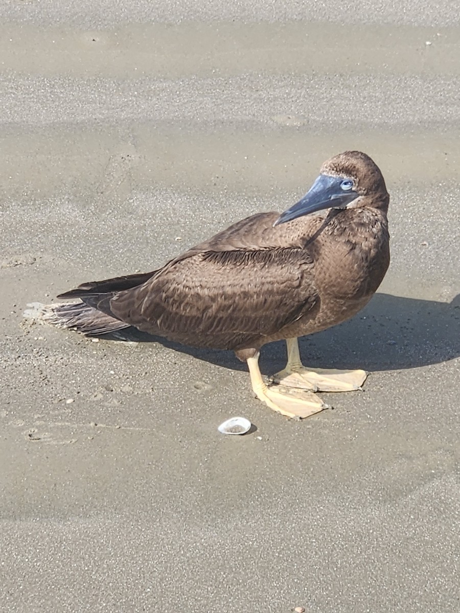 Brown Booby - ML647474289