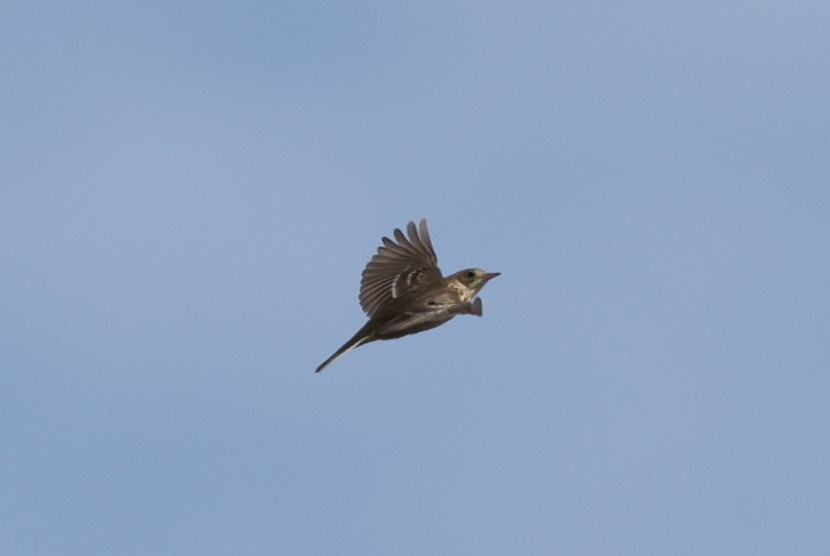 Sprague's Pipit - ML647474300