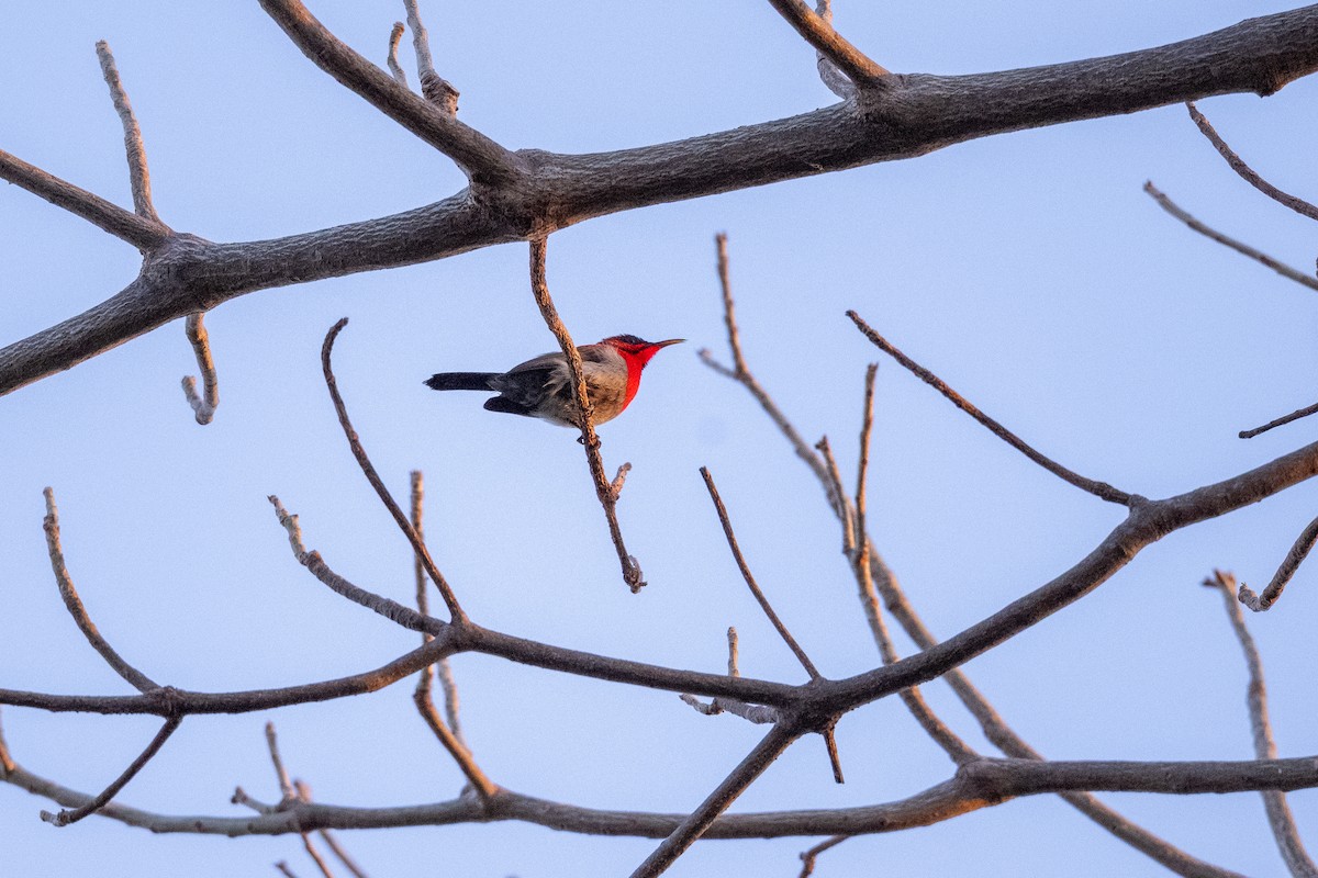 Crimson Sunbird - ML647474301