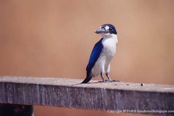 Forest Kingfisher - ML647474310