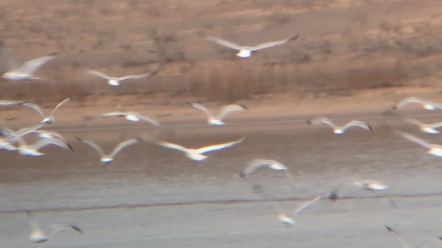 racek šedý - ML647474314