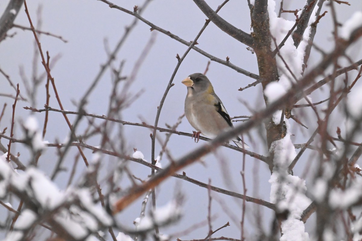Evening Grosbeak - ML647474316