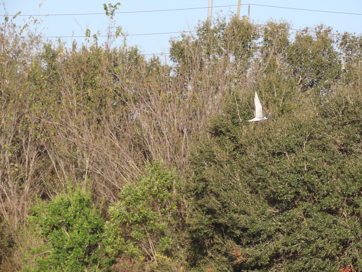 Sterne de Forster - ML647474339