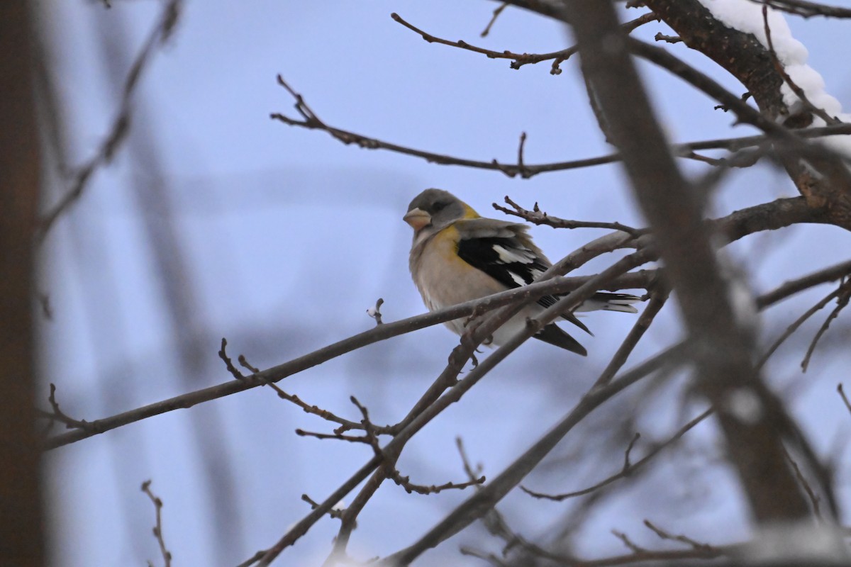 Evening Grosbeak - ML647474340