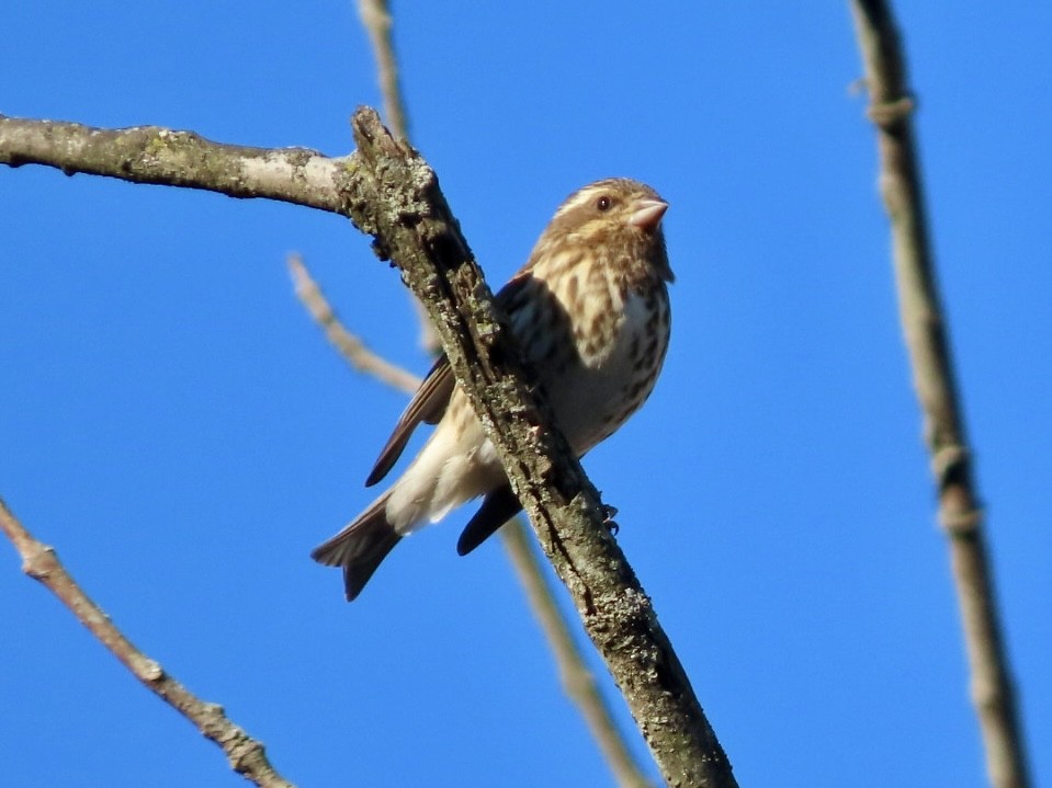 ムラサキマシコ - ML647474342