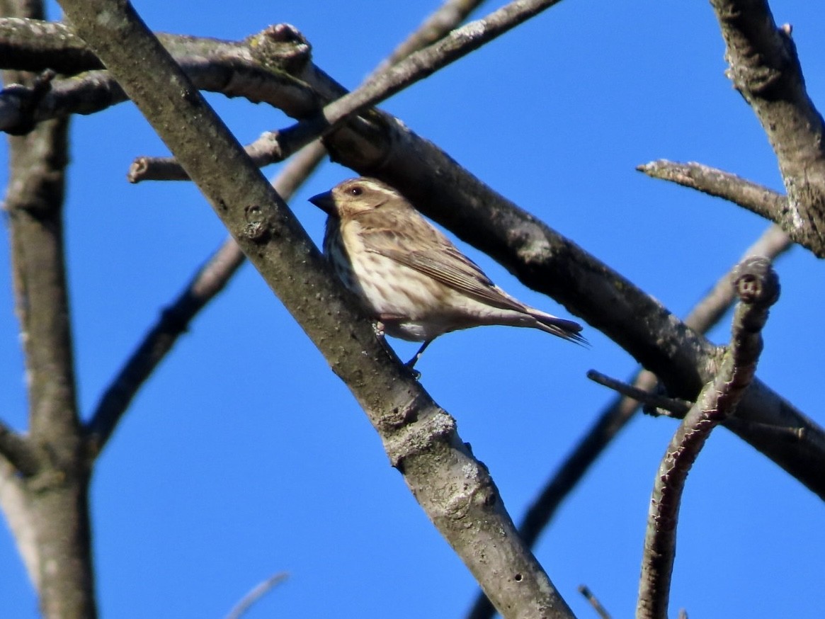 ムラサキマシコ - ML647474343