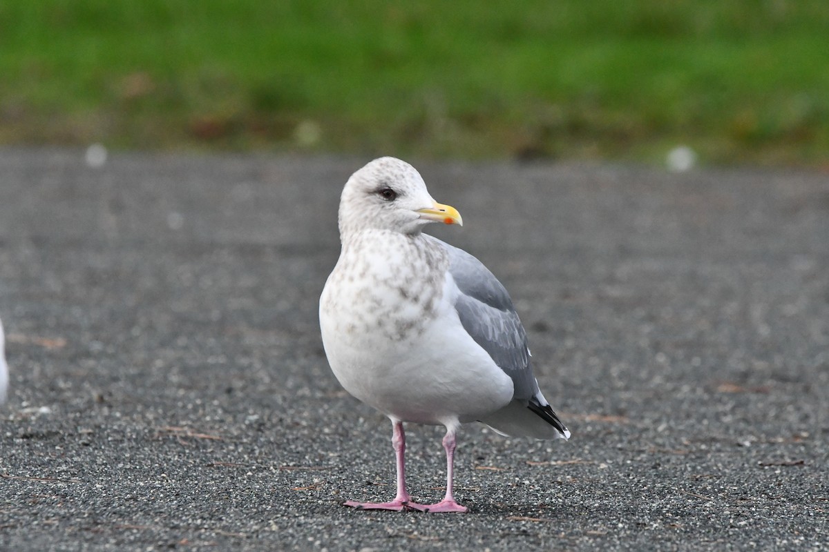 Goéland arctique (thayeri) - ML647474346