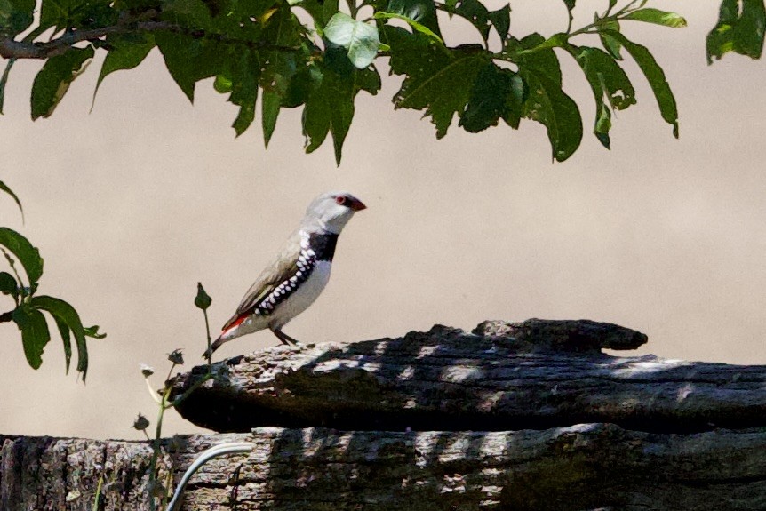 Diamant à gouttelettes - ML647474347